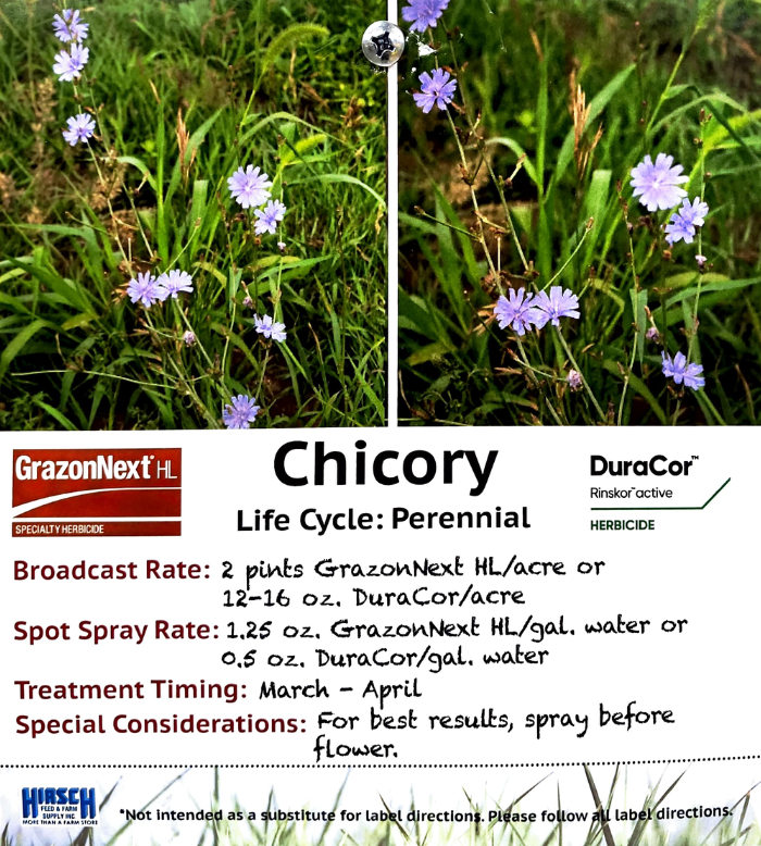 Chicory Killer 700