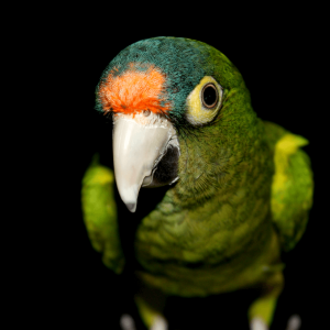 Parrot-2.png